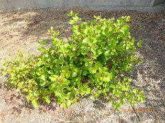 Rhus integrifolia × ovata