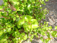 Rhus integrifolia × ovata