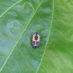 Harmonia axyridis