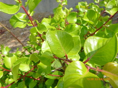 Rhus integrifolia × ovata