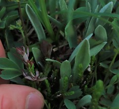 Exobasidium cassiopes