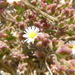 photo of Slender Iceplant (Mesembryanthemum nodiflorum)