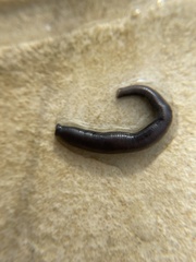 Haemopis