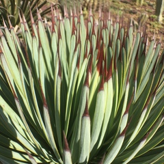 Agave stricta