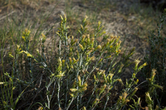 Ericameria discoidea
