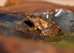 Pseudopaludicola falcipes