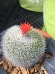 Rebutia