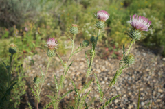 Cirsium eatonii