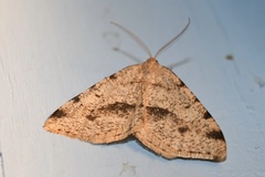 Macaria flavicaria