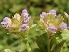Prunella vulgaris