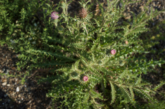 Cirsium eatonii