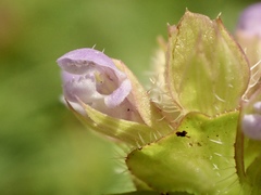 Prunella vulgaris