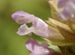 Prunella vulgaris