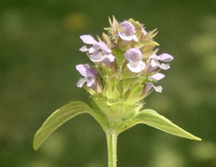 Prunella vulgaris