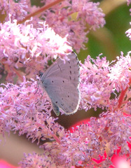Celastrina argiolus