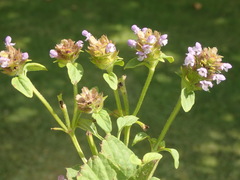 Prunella vulgaris