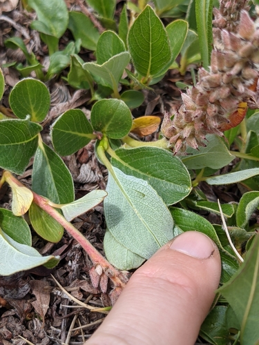 Image of Salix petrophila by (c) Alaina Krakowiak, some rights reserved (CC BY)