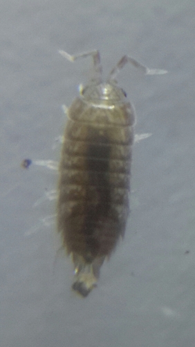 Niambia capensis