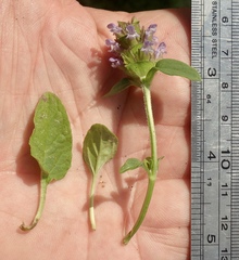 Prunella vulgaris
