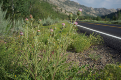 Cirsium eatonii