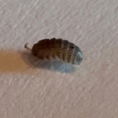 Armadilloniscus lindahli