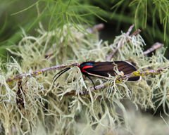 Ctenucha rubroscapus