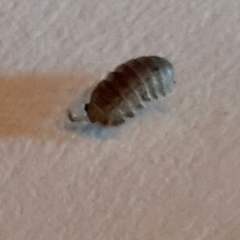 Armadilloniscus lindahli