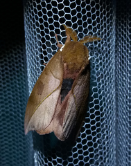 Automeris melanops