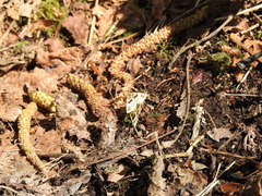Enchoria lacteata