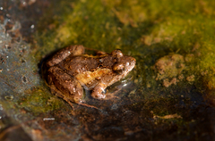 Pseudopaludicola falcipes