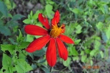 Dahlia coccinea