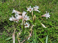 Crinum bulbispermum