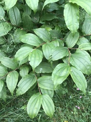 Prosartes hookeri