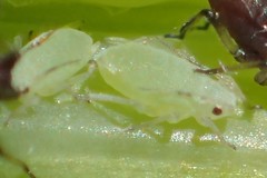 Hyperomyzus lactucae