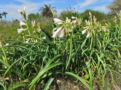 Crinum bulbispermum