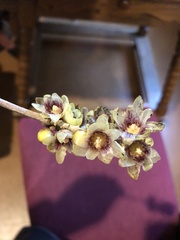 Chimonanthus praecox