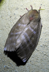 Cerodirphia opis