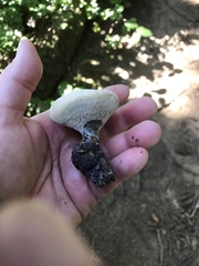 Hydnellum suaveolens