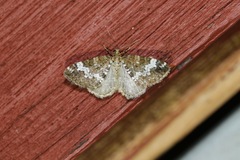 Perizoma alchemillata