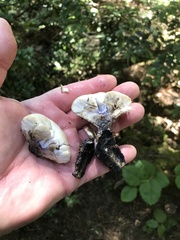 Hydnellum suaveolens