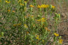 Heterotheca cinerascens