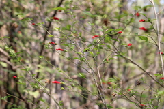 Malvaviscus penduliflorus