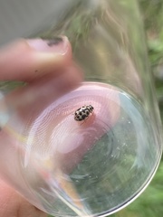 Anisosticta bitriangularis