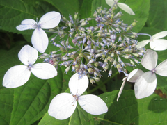 Hydrangea serrata