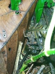 Leptophryne borbonica