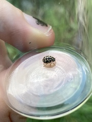 Anisosticta bitriangularis