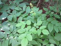 Aralia continentalis