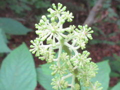 Aralia continentalis