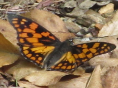 Sephisa princeps