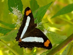 Adelpha iphicleola iphicleola